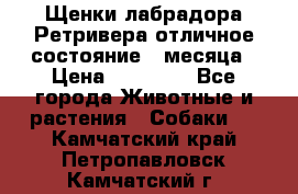 Щенки лабрадора Ретривера отличное состояние 2 месяца › Цена ­ 30 000 - Все города Животные и растения » Собаки   . Камчатский край,Петропавловск-Камчатский г.